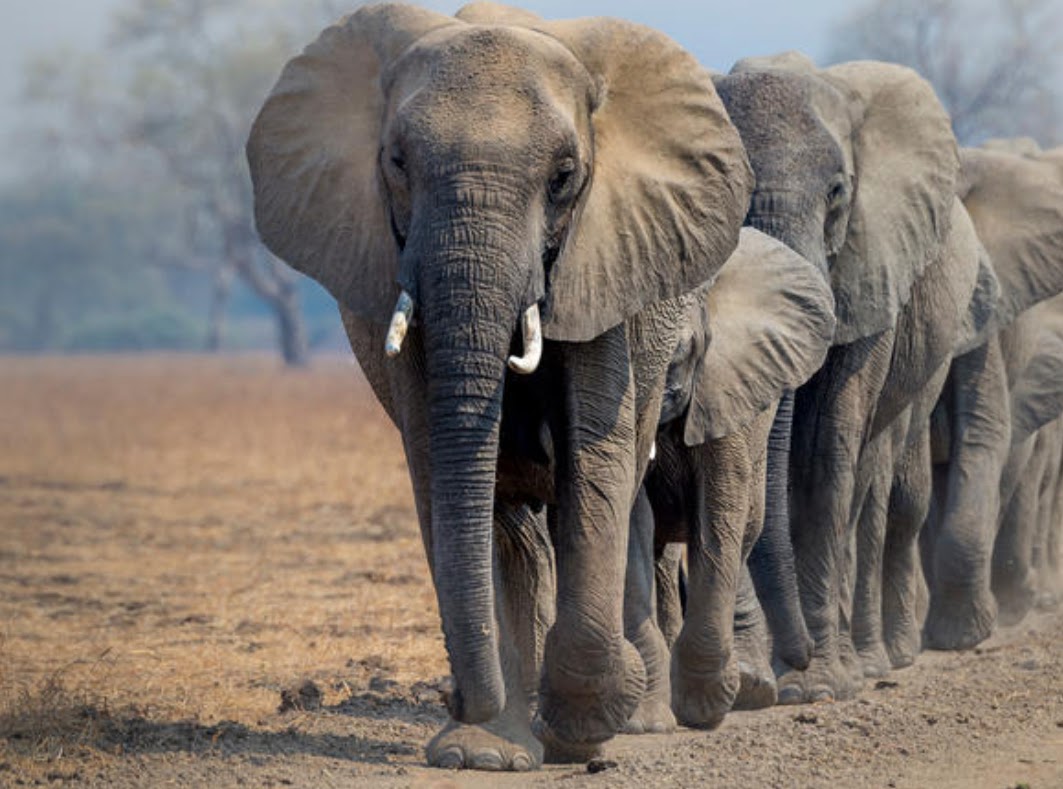 Earth League International focuses on elephants and wildife