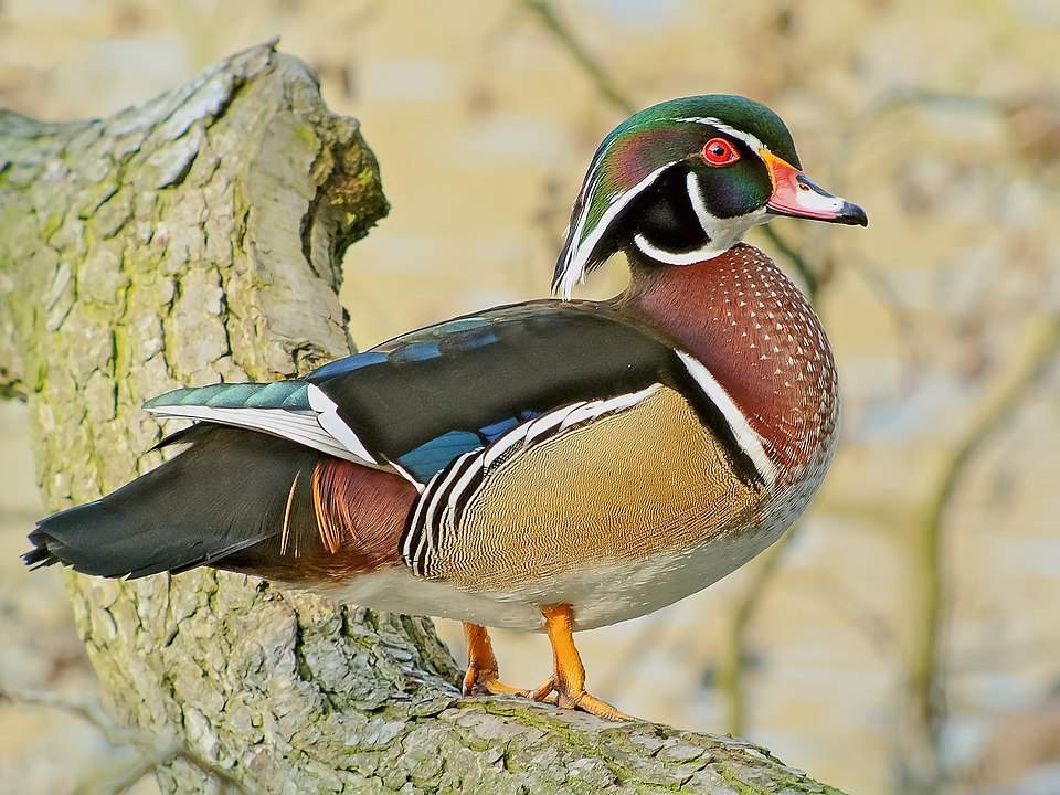 Secret 3, The Wood Duck: Inspiration is everywhere