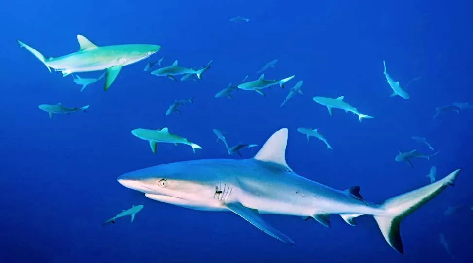 Sharks have been considered for spying operations