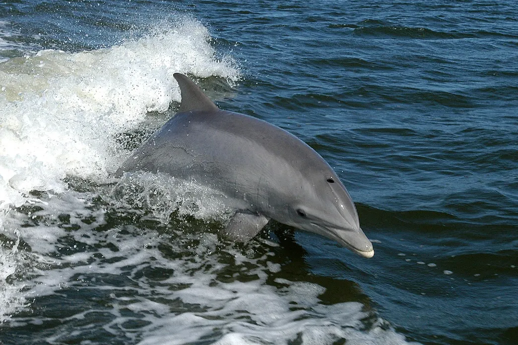 Dolphins swimming in the sea have been accused of spying