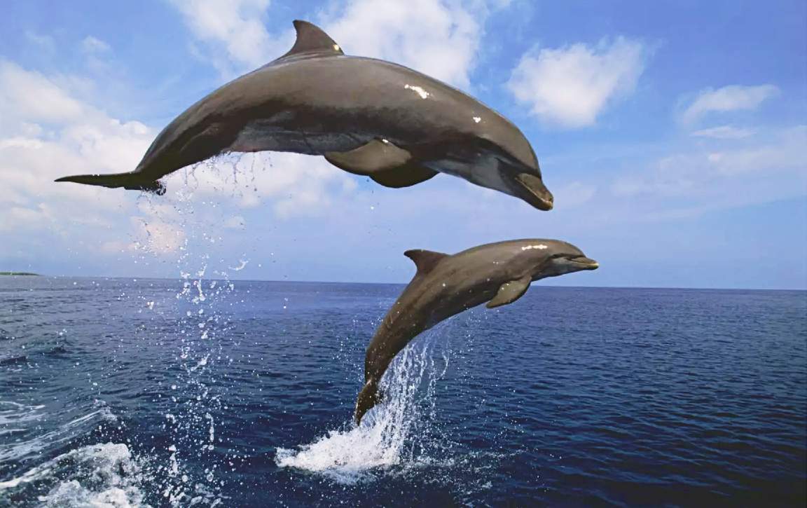 Dolphins, like the ones used in Project OXYGAS