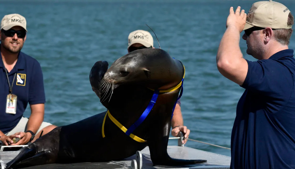 The US Navy with a sea lion