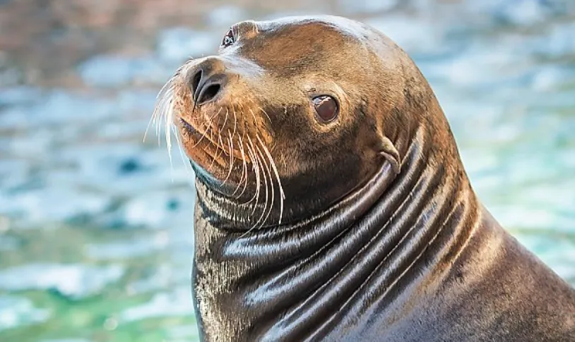 A sea lion and US Navy diver recovery expert