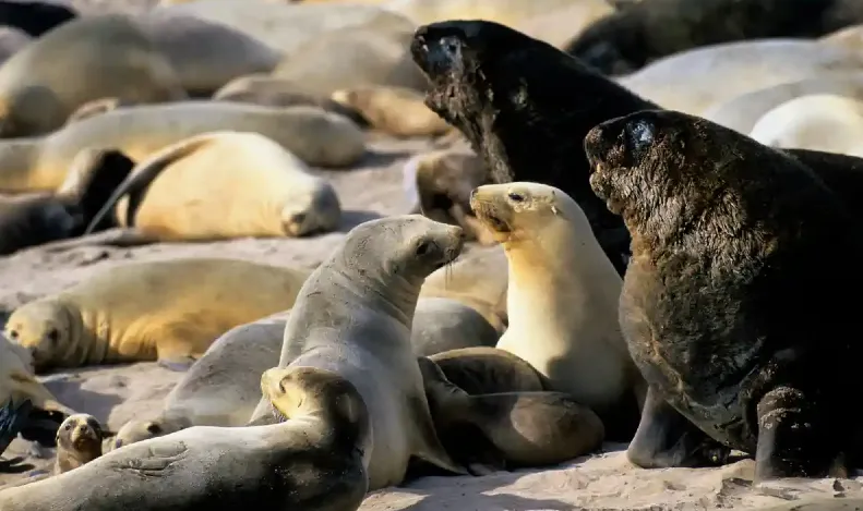 Sea lions on the beach