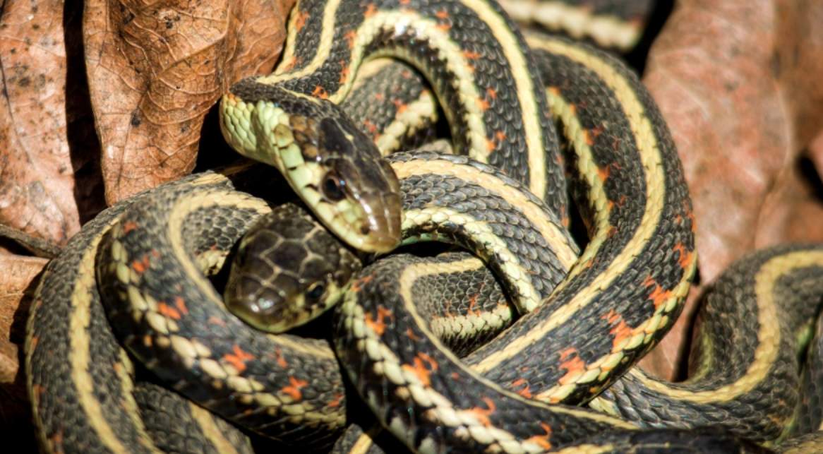 Were CIA snakes used for assassinations? This pit looks deadly
