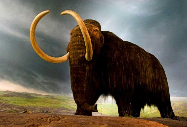 A woolly mammoth which the CIA is trying to recreate