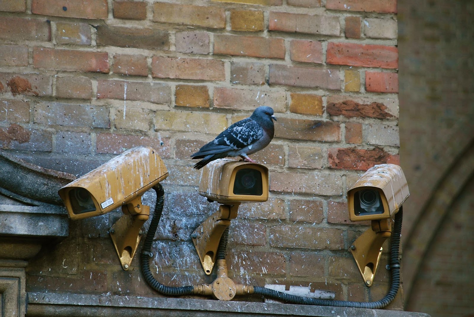 Spy pigeons sit on spy cameras