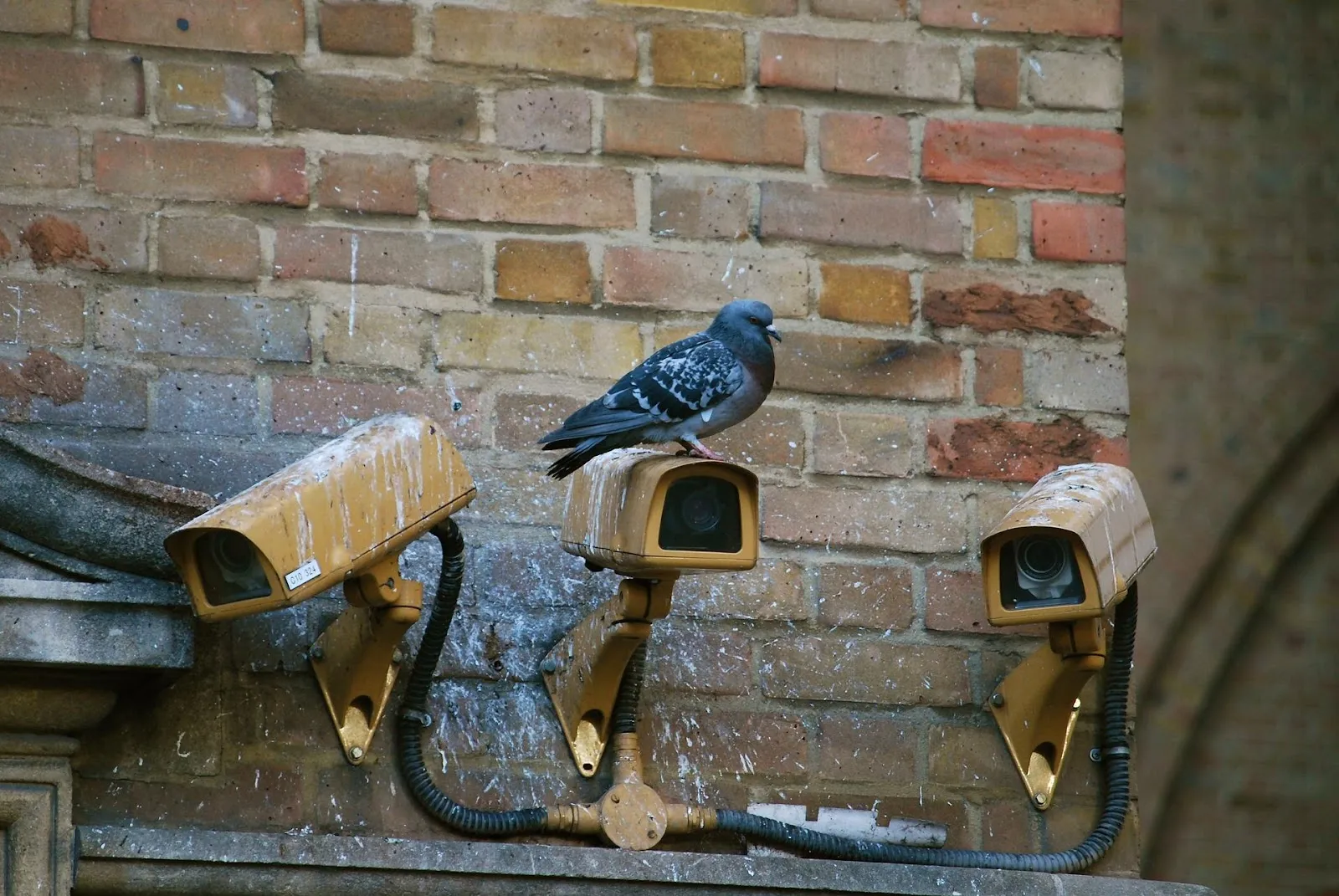 Spy pigeons sit on spy cameras