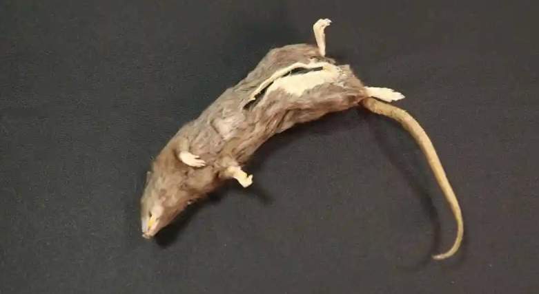 A hollowed out spy rat for dead drops