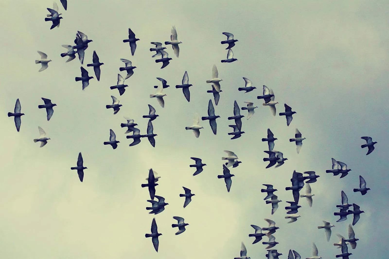 A flock of pigeons; Pigeons have served in war since the 1800s