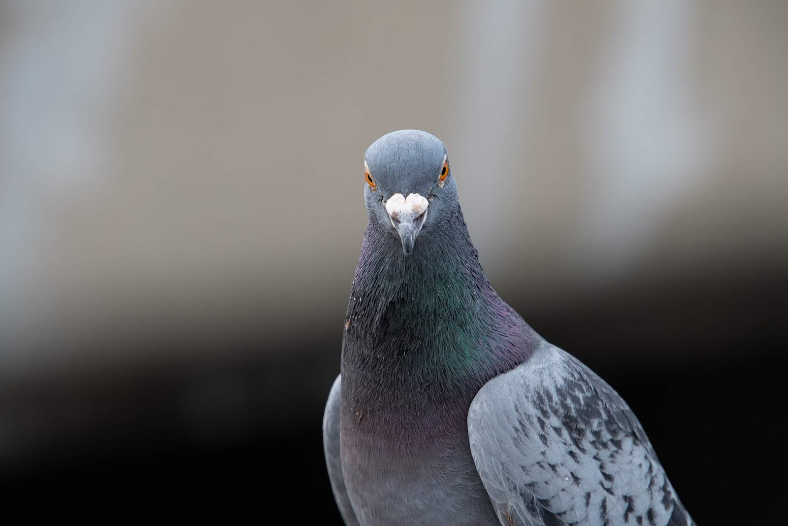 Pigeons, used by the military for spying