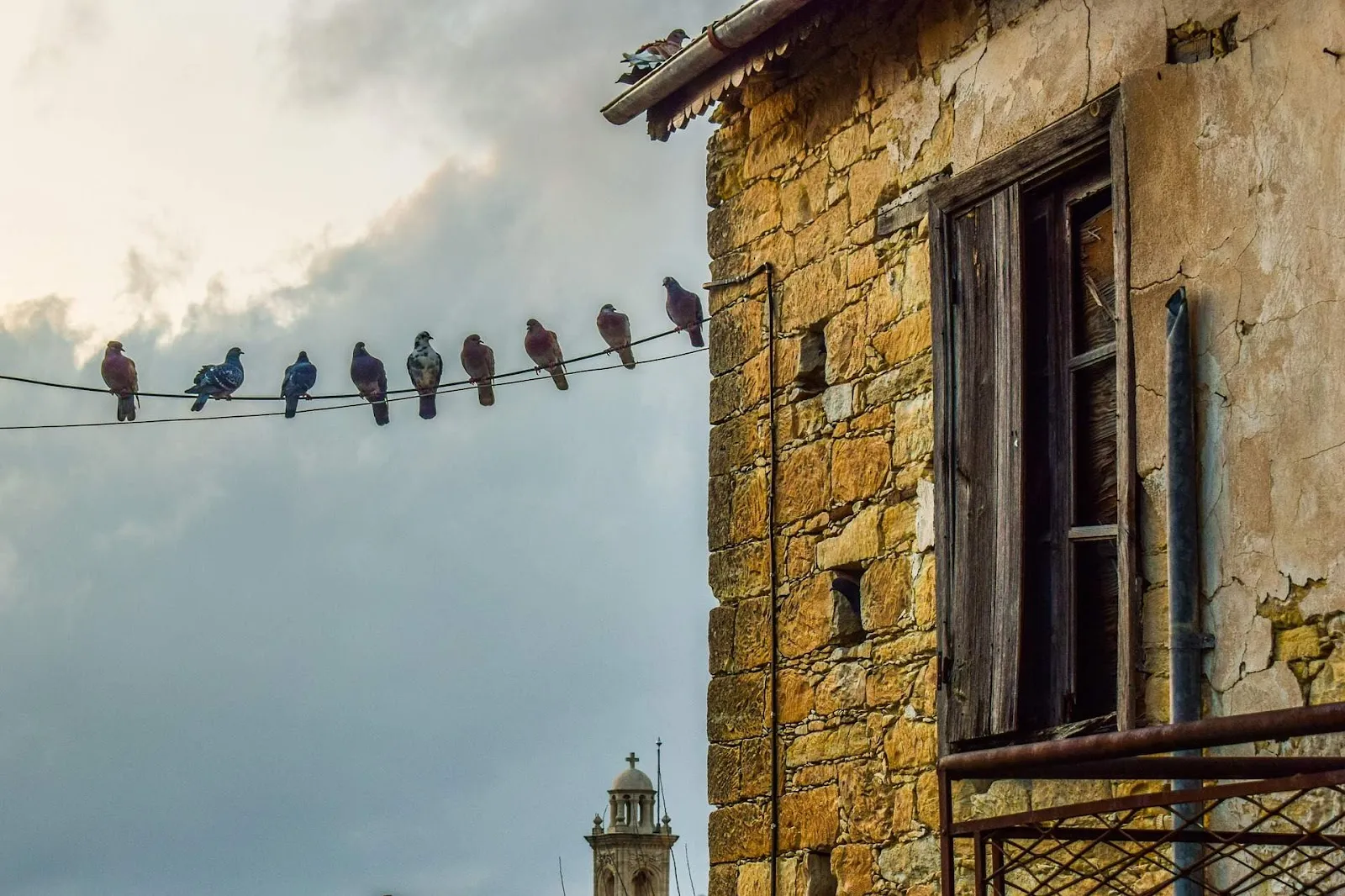 A pigeon on a building