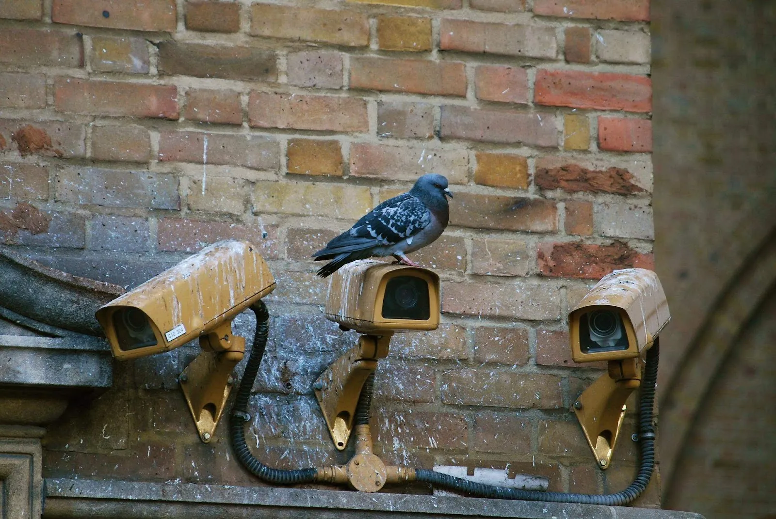 A pigeon on a building