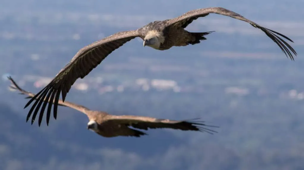 Birds with GPS trackers have been accused of spying