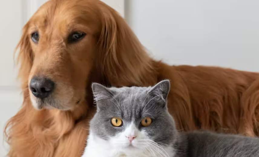 Cats and dogs have been accused of spying
