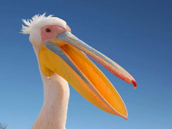 A pelican has been accused of spying
