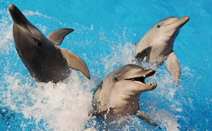 Dolphins have been accused of spying
