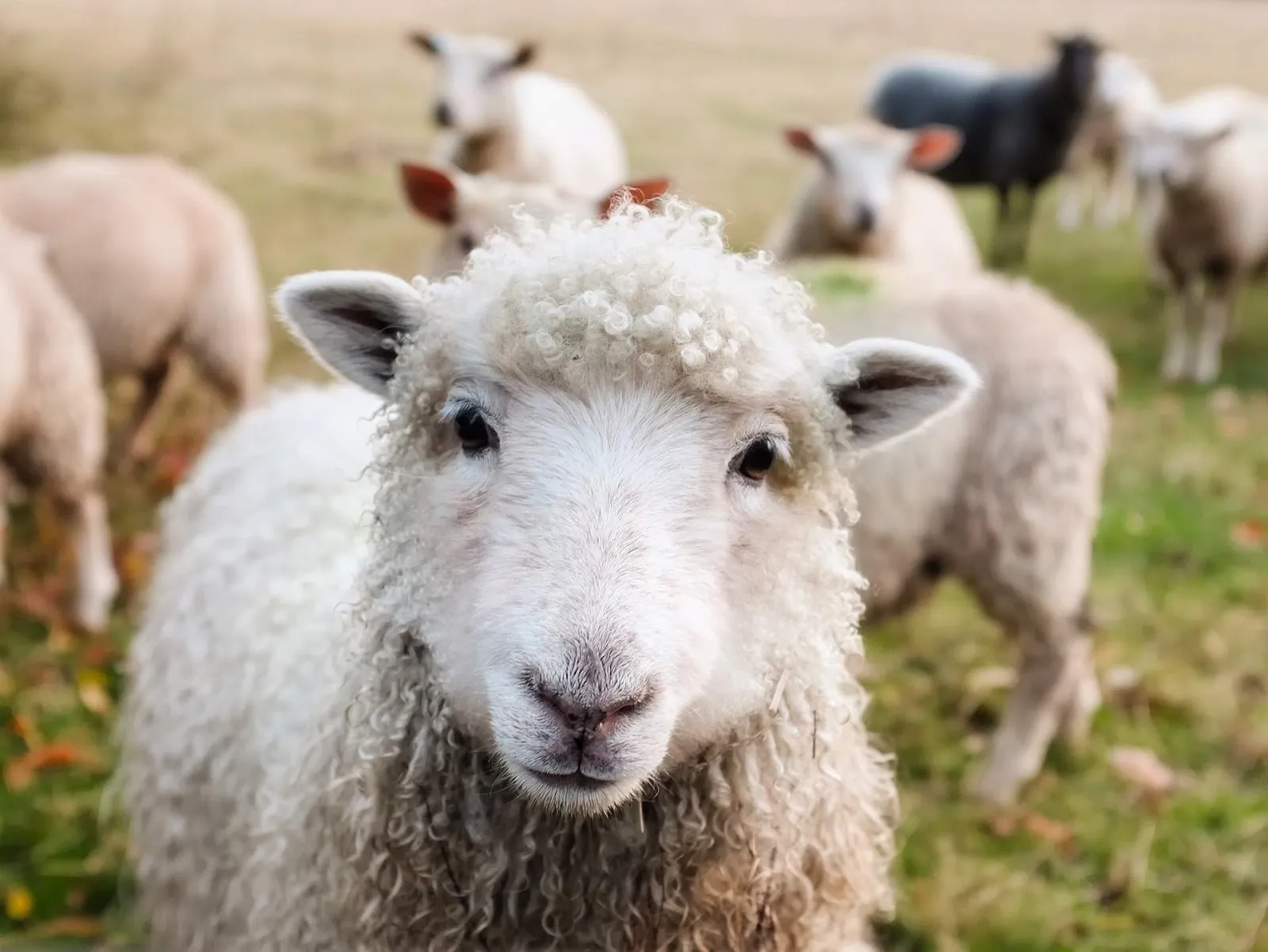 St. Patrick herded sheep