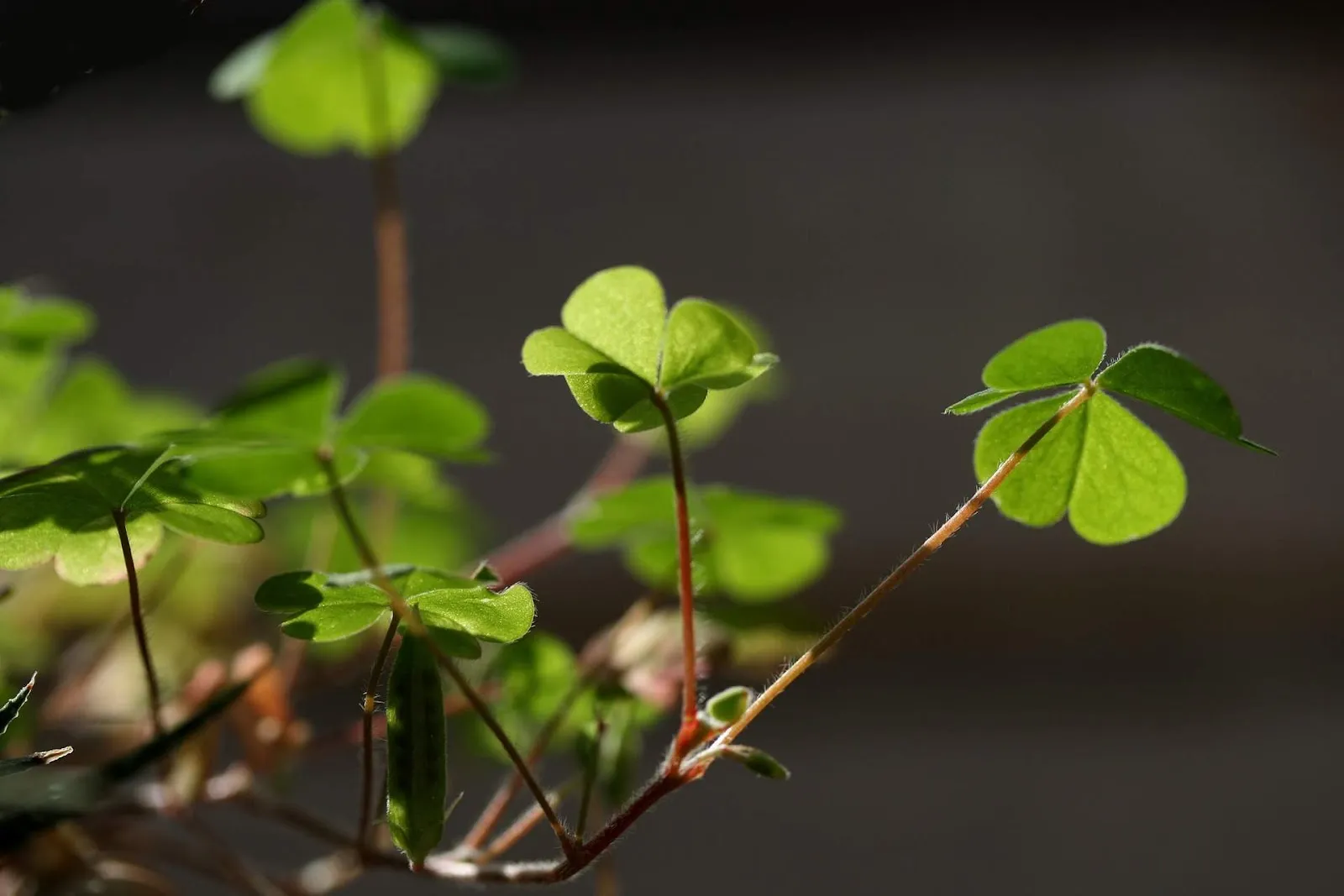 irish shamrock