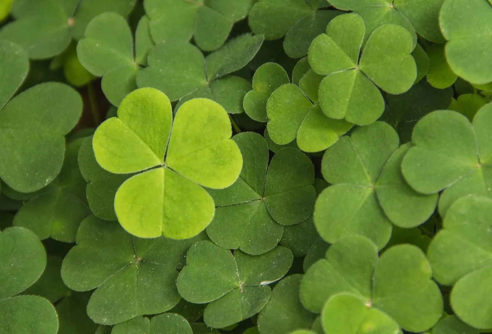 Shamrocks