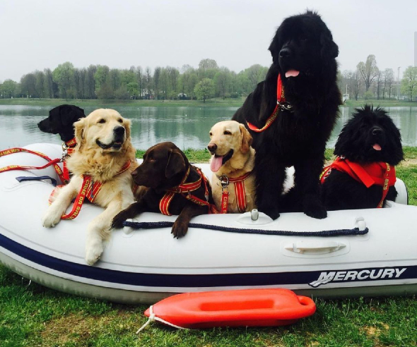 Lifeguard dogs on a small inflatable boat