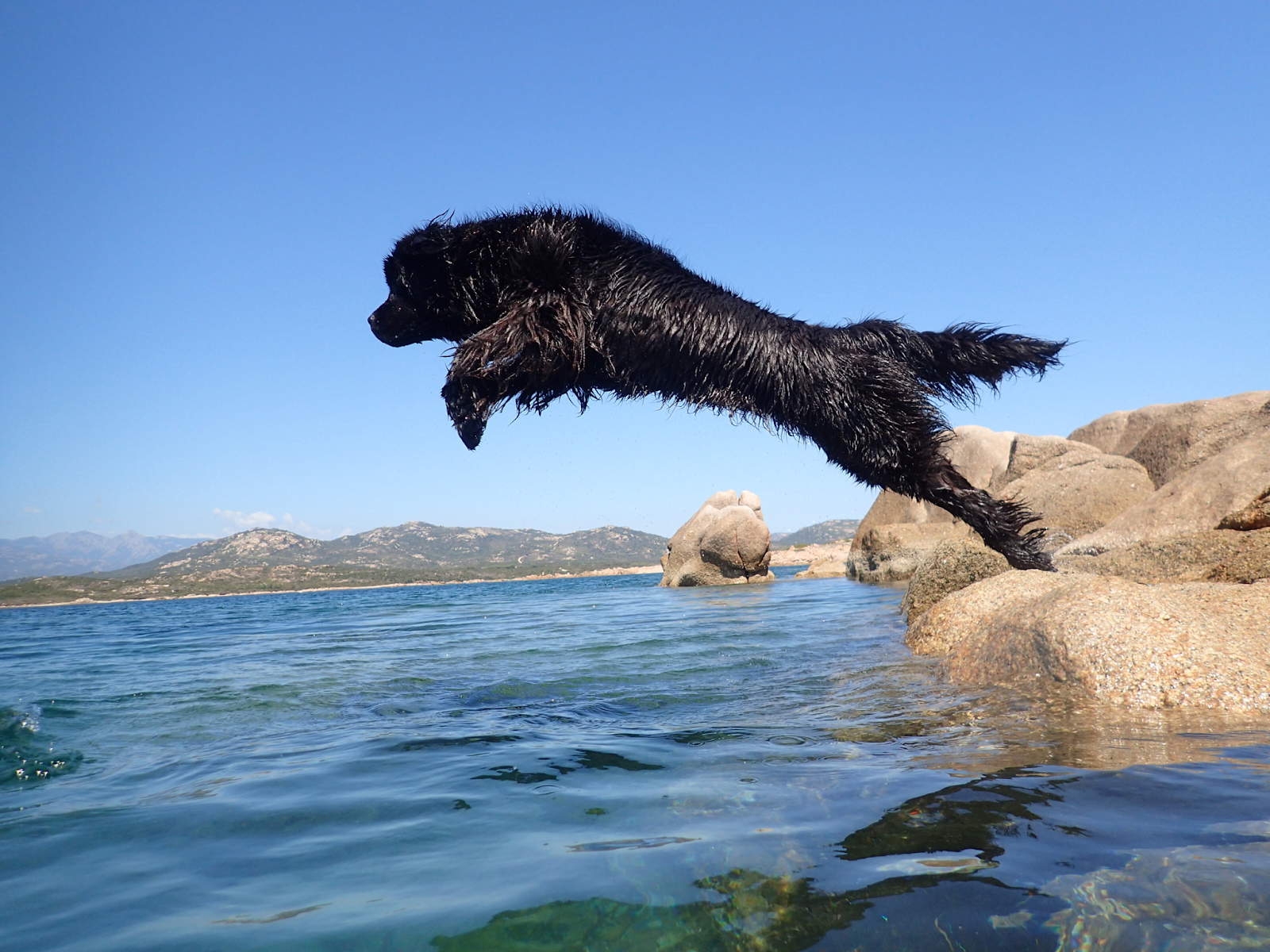 Newfoundland dog, Massina 