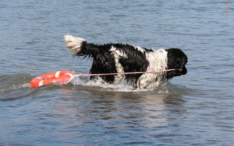 US lifeguard dogs can be found in Maine, upstate New York, and in other states