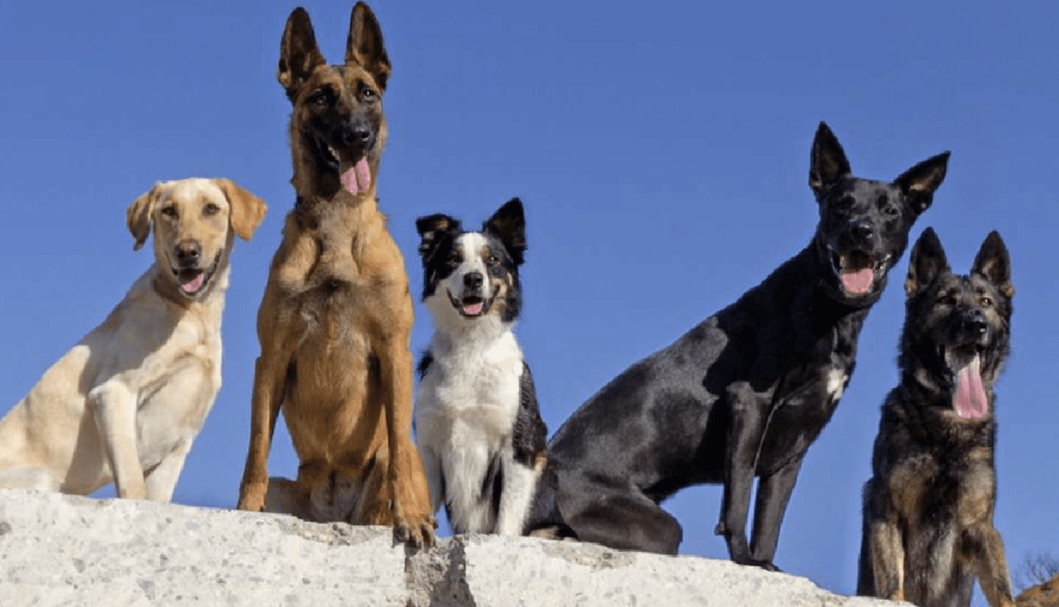 Hero Dogs conduct rescue missions