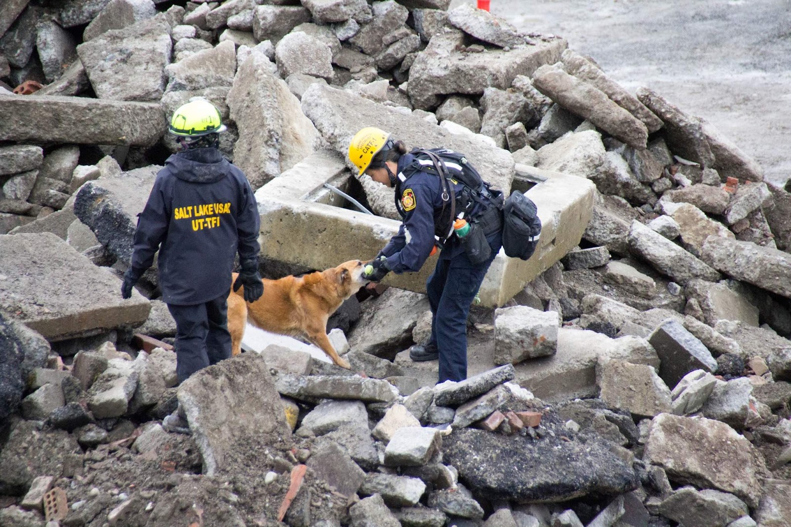 Hero dogs go to disaster zones