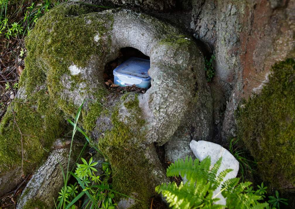 Geocache hiding place in a tree