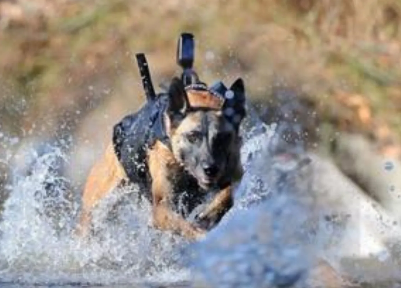 Cairo, the Canine Warrior Who Helped Capture bin Laden