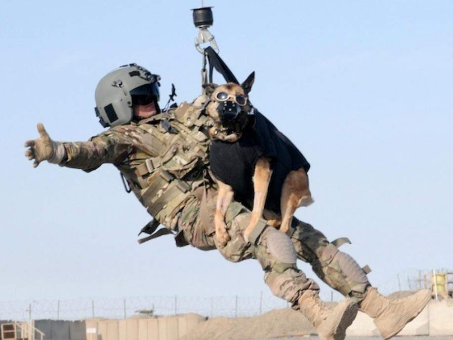 Cairo, the Canine Warrior Who Helped Capture bin Laden